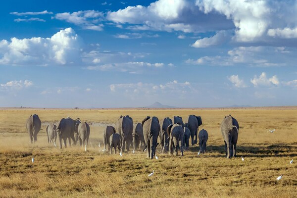 Amboseli