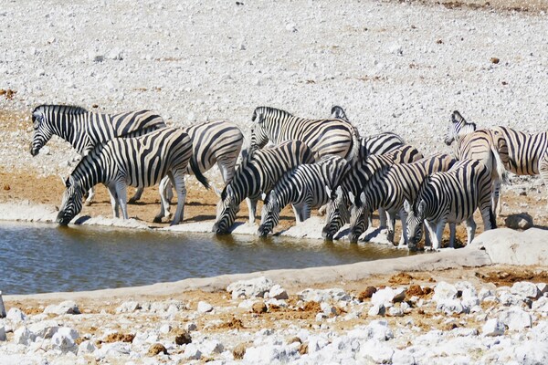 Etosha